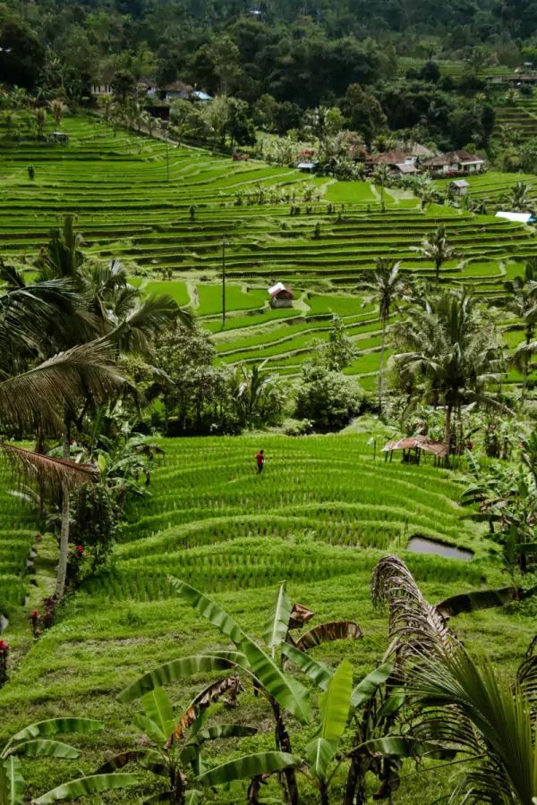 Les rizières de Jatiluwih à Bali