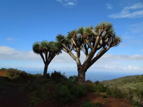 Séjours pas cher La Palma