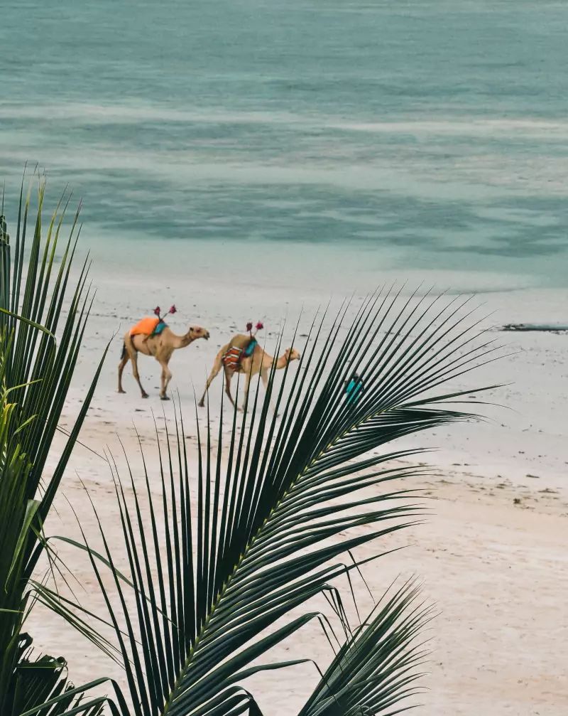 Dromadaires sur une plage Mombasa au Kenya