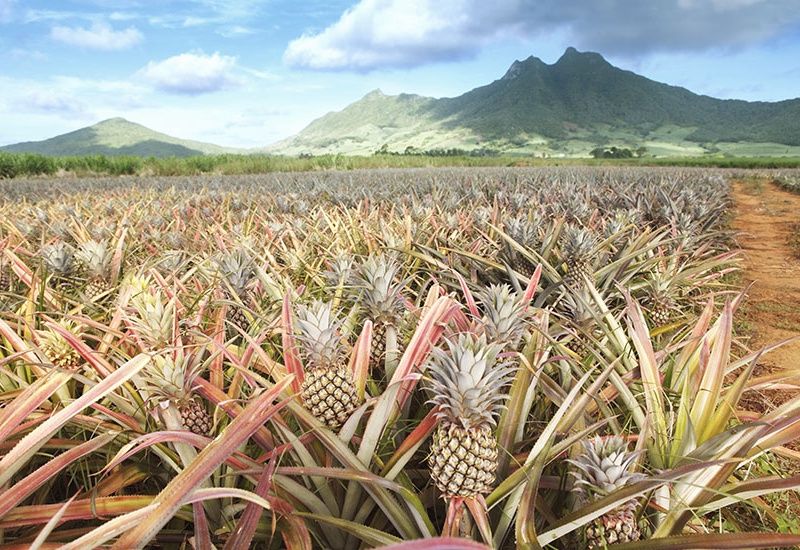 Charmes de l'océan Indien, entre Réunion et Maurice pas cher photo 3