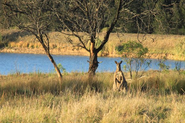 Splendeurs d'Australie & Extension Cairns 17J/13N - 2025/2026 pas cher photo 2
