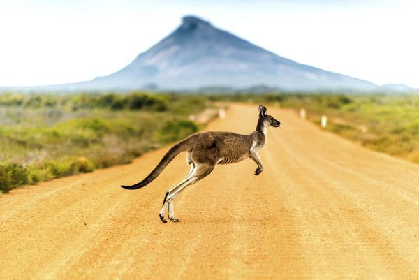 Splendeurs d'Australie & Extension Cairns 17J/13N - 2025/2026 pas cher photo 9