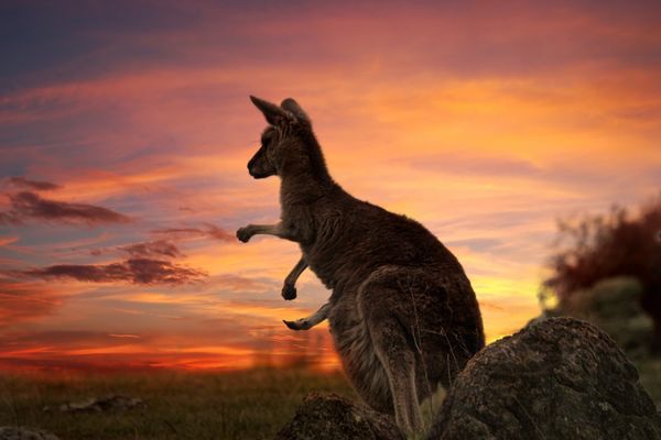Splendeurs d'Australie & Extension Cairns 17J/13N - 2025/2026 pas cher photo 11