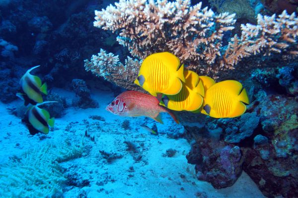 Combiné Des Mystères du Nil en Dahabeya à la Mer Rouge 4/5* pas cher photo 35