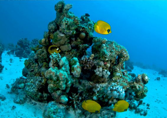 Combiné Des Mystères du Nil en Dahabeya à la Mer Rouge 4/5* pas cher photo 42