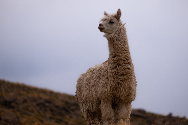 Circuit Autotour Sur la Route des Incas au Pérou pas cher photo 18