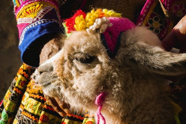 Circuit Autotour Sur la Route des Incas au Pérou pas cher photo 27