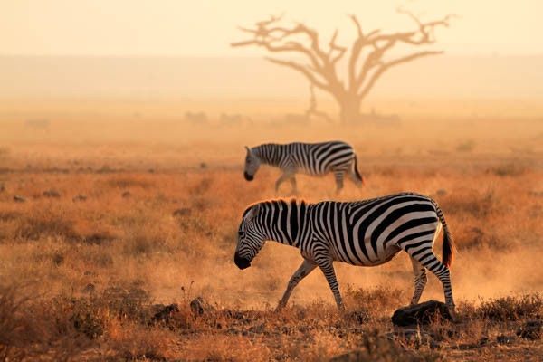 Hôtel Club Jumbo Reef Beach Resort 4* et Safari pas cher photo 1