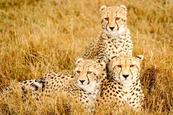 Hôtel Club Jumbo Reef Beach Resort 4* et Safari pas cher photo 3