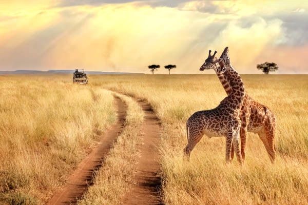 Hôtel Club Jumbo Reef Beach Resort 4* et Safari pas cher photo 4