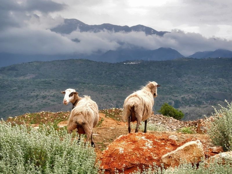 Autotour Evasion en Crète 4* pas cher photo 8