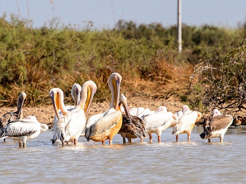 Circuit Merveilles du Sénégal 3* pas cher photo 7
