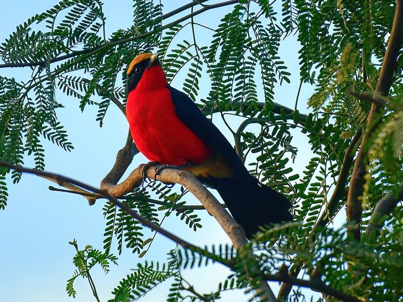 Circuit Merveilles du Sénégal 3* pas cher photo 8