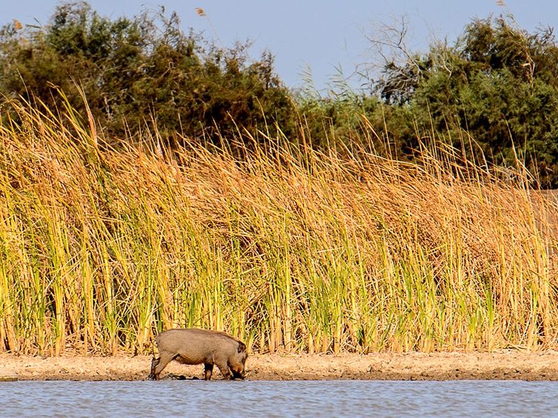 Balade Sénégalaise 3* pas cher photo 9