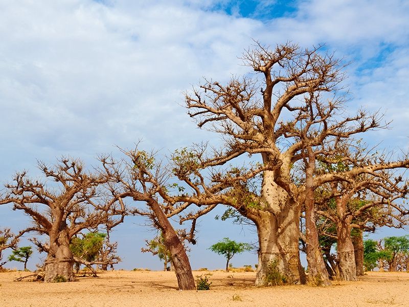 Circuit Découverte de la Mangrove 3* pas cher photo 8