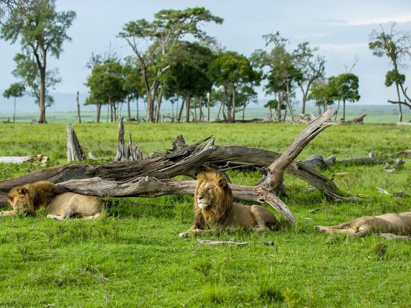 Circuit Privatif Safari Féeries d'Afrique pas cher photo 15