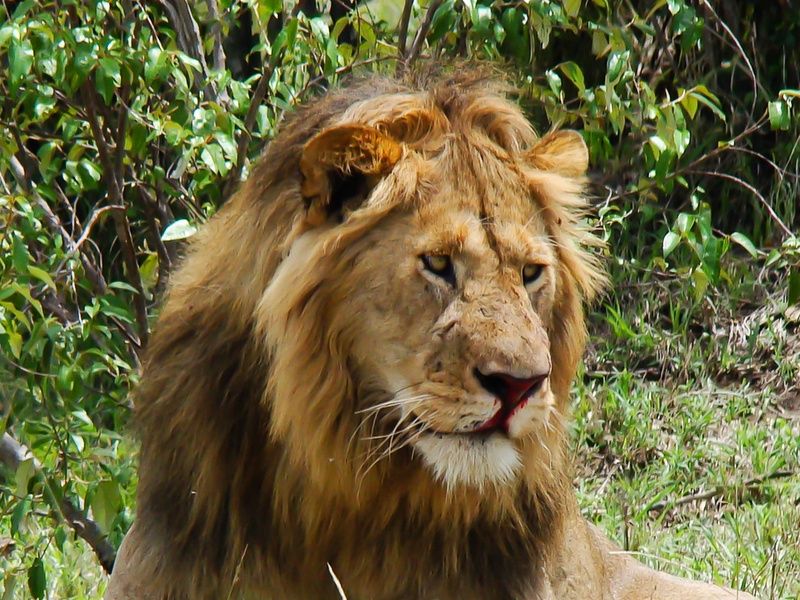 Circuit Privatif Safari Féeries d'Afrique pas cher photo 20
