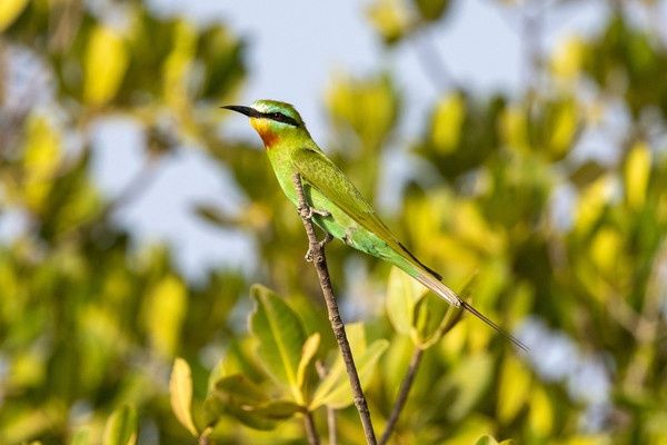 Circuit Les Oasis du Sénégal en privatif 3* pas cher photo 3
