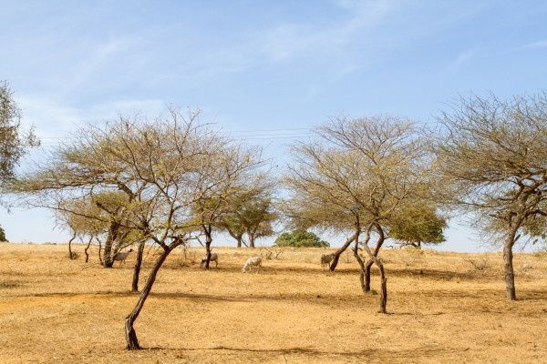 Circuit Les Oasis du Sénégal en privatif 3* pas cher photo 16