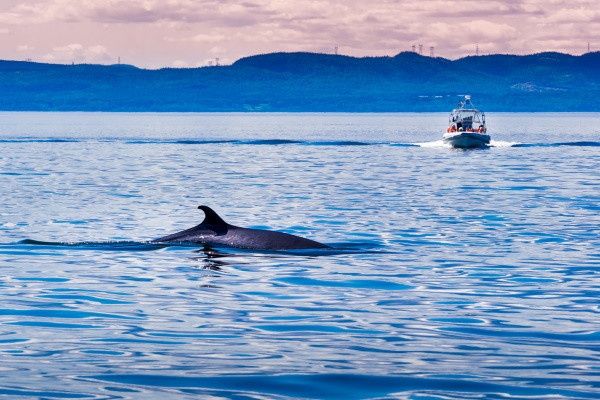 Circuit Est Canadien et Charmes de la Gaspésie pas cher photo 19