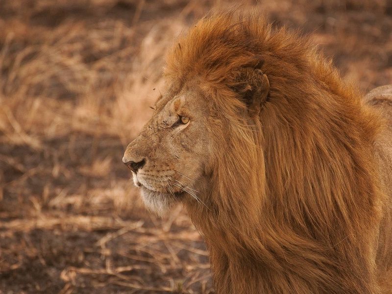 Circuit Au rythme de l'Afrique de l'Ouest : le Sénégal, terre de contrastes pas cher photo 2