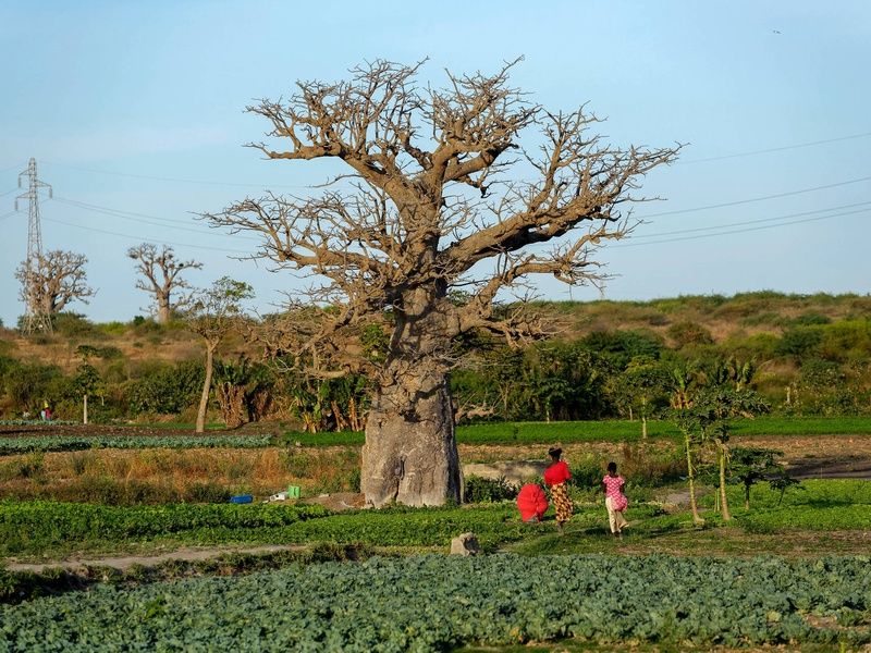 Circuit Au rythme de l'Afrique de l'Ouest : le Sénégal, terre de contrastes pas cher photo 13