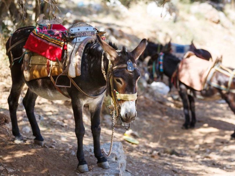 Autotour La Crète d'Ouest en Est - Hôtels d'agrotourisme pas cher photo 6