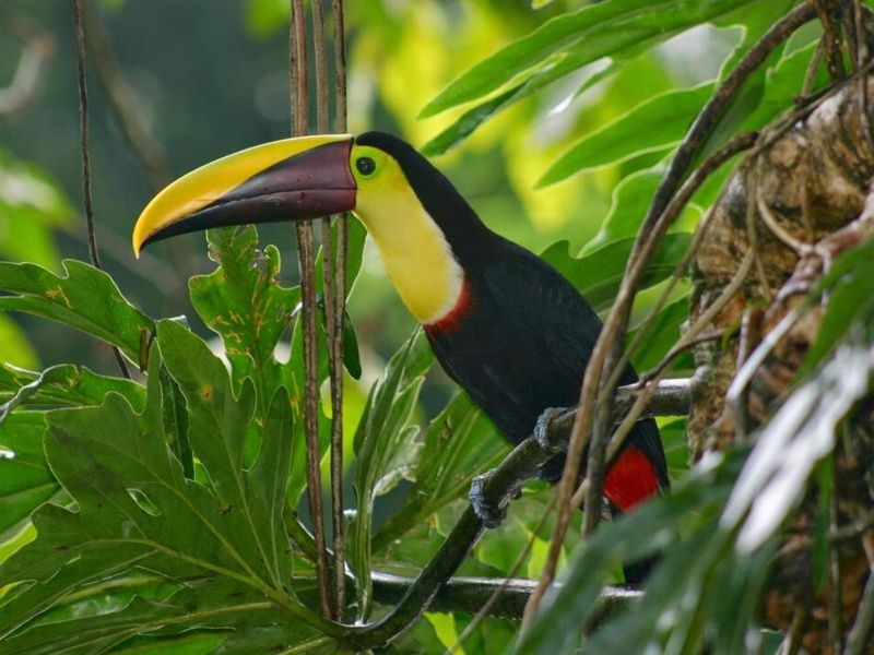 Road Trip Nature & Farniente au Costa Rica pas cher photo 6