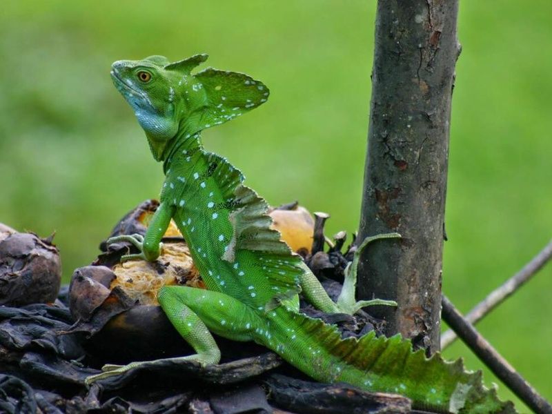 Road Trip Nature & Farniente au Costa Rica pas cher photo 15