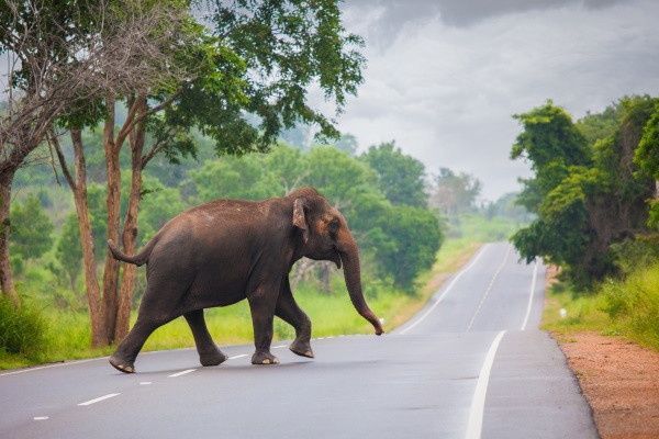 Circuit Ceylan, Perle de l'Océan Indien pas cher photo 17