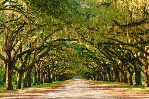 Circuit Coeur de Louisiane, entre Bayous et Plantations pas cher photo 4