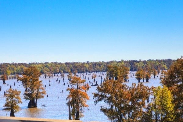 Circuit Coeur de Louisiane, entre Bayous et Plantations pas cher photo 9