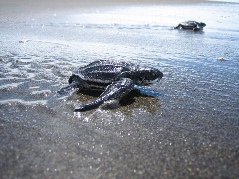 Road Trip de Tortuguero aux Plages du Pacifique pas cher photo 1