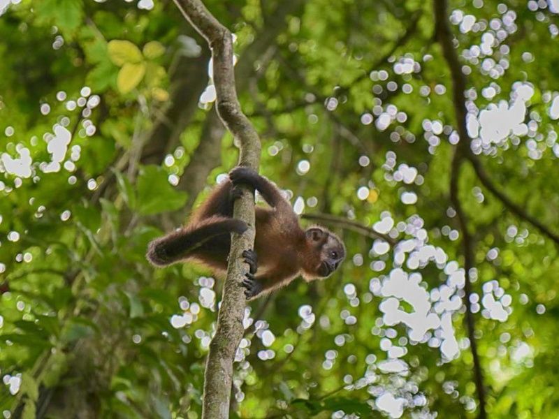 Circuit Privatif Joyaux Andins + extension Amazonie pas cher photo 5