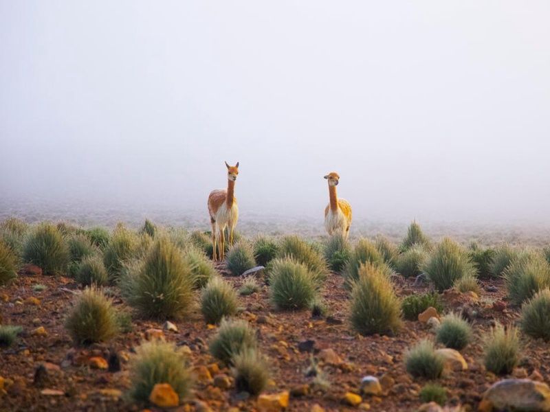 Circuit Privatif Joyaux Andins + extension Amazonie pas cher photo 16