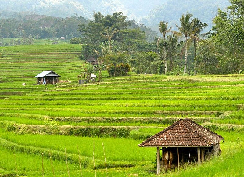 Circuit Irrésistible Bali 3/4* pas cher photo 5
