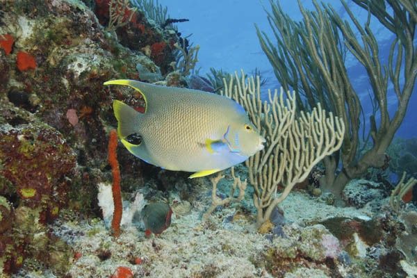 Circuit Secrets Mayas et Club Jumbo Riu Lupita 5* pas cher photo 8