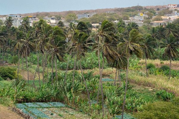 Circuit Santiago, île nature et culture du Cap-Vert 3* pas cher photo 9