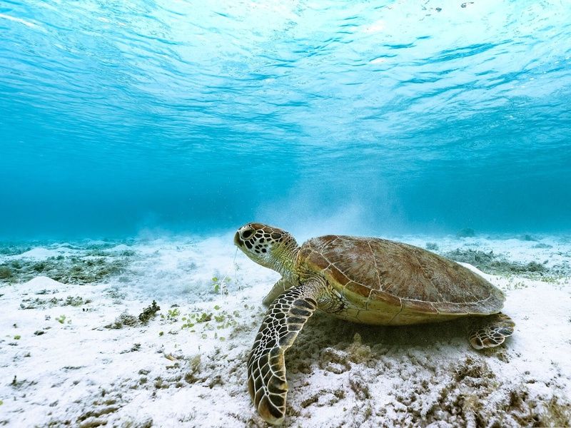 Paradis Japonais: Tokyo, Kyoto, Osaka et plages d'Okinawa en 3* ou 4* pas cher photo 5