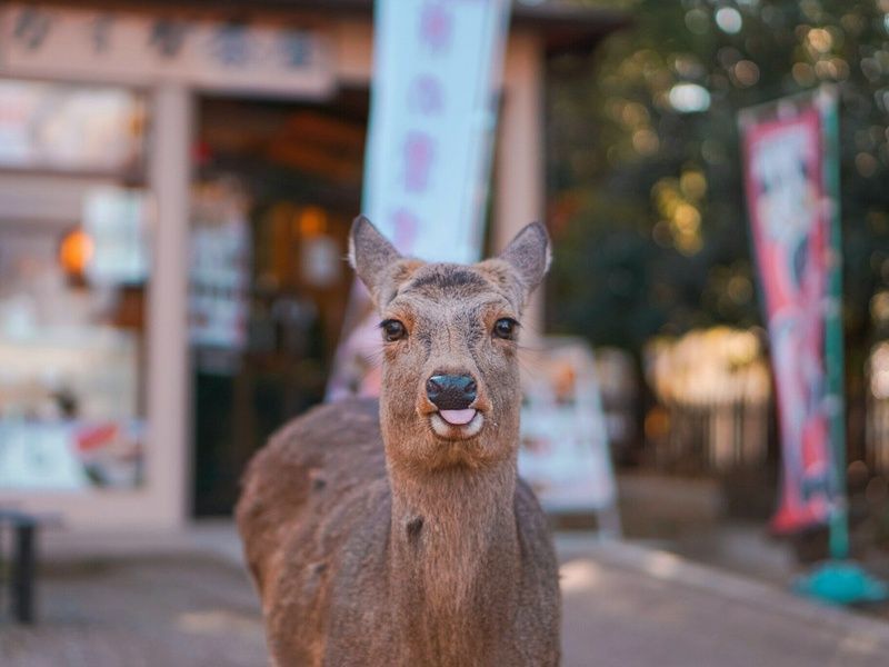 Paradis Japonais: Tokyo, Kyoto, Osaka et plages d'Okinawa en 3* ou 4* pas cher photo 13