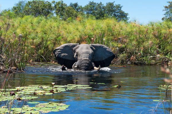 Immersion au Botswana 11J/8N - 2025 pas cher photo 1