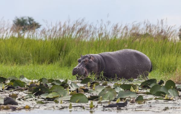 Immersion au Botswana 11J/8N - 2025 pas cher photo 8