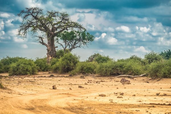 Immersion au Botswana 11J/8N - 2025 pas cher photo 10