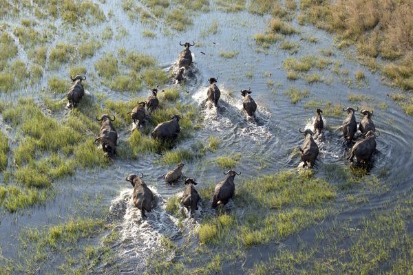 Immersion au Botswana 11J/8N - 2025 pas cher photo 12