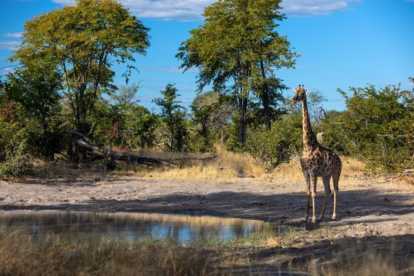 Immersion au Botswana 11J/8N - 2025 pas cher photo 14