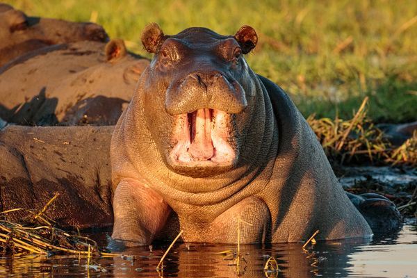 Immersion au Botswana & Extension Chutes Victoria 13J/10N - 2025 pas cher photo 15