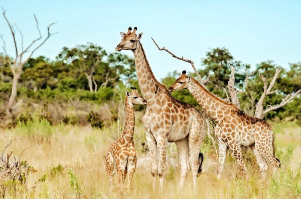 Immersion au Botswana & Extension Chutes Victoria 13J/10N - 2025 pas cher photo 18
