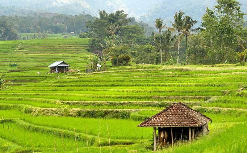 Circuit Irrésistible Bali pas cher photo 5