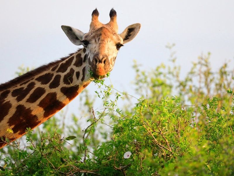 Circuit Découvertes Kenyanes et séjour hôtel Leopard Beach Resort 4* pas cher photo 5