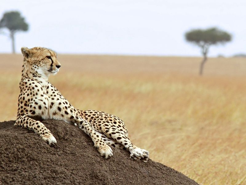 Combiné Kenya Tanzanie et Balnéaire à Zanzibar pas cher photo 2